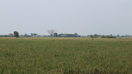 expanse of green rice fields ready for harvest in the tropical country of Indonesia