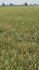 expanse of green rice fields ready for harvest in the tropical country of Indonesia