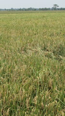 expanse of green rice fields ready for harvest in the tropical country of Indonesia