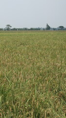 expanse of green rice fields ready for harvest in the tropical country of Indonesia