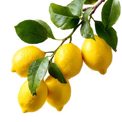 Fresh Delicious Lemons on Branch with Green Leaves