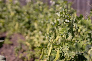 Fresh green pea plants growing on a sunny day in a garden setting with rich soil and vibrant leaves