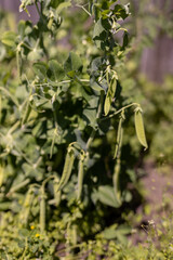 Pea plants flourishing in a garden during the warm afternoon sunlight, showcasing healthy pods ready for harvest