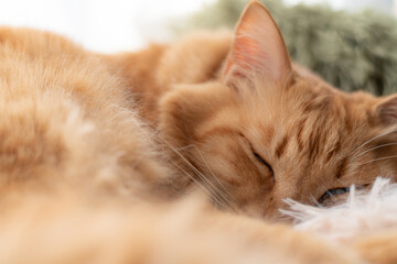 窓辺で眠る可愛い猫　茶トラ猫	