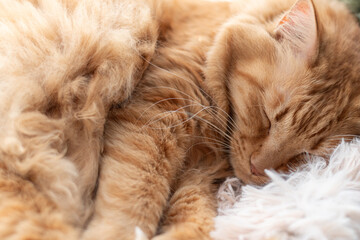 窓辺で眠る可愛い猫　茶トラ猫	