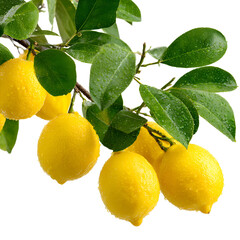 Fresh Delicious Lemons on Branch with Green Leaves