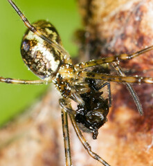 spinne