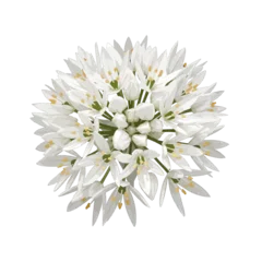 Isolated White Allium Blossom Bloom Freshness in Close Up Floral Arrangement Showing Botanical Herb Detail © Hartanto