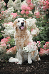 happy golden retriever dog sitting in blooming hydrangea bushes