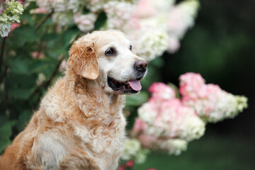 golden retriever dog portrait outdoors in the park