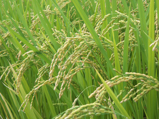 たわわに実った収穫前の稲穂ー実りの秋のイメージ素材