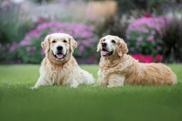 two happy golden retriever dogs lying on grass in a beautiful park