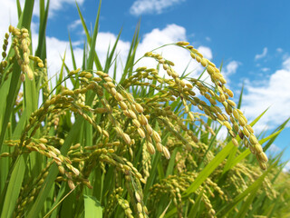 たわわに実った稲穂と青空ー収穫の秋のイメージ写真