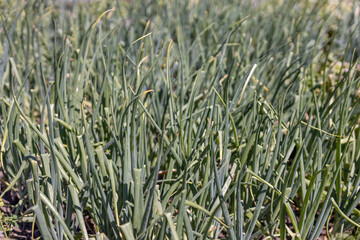 Growing green onions in an outdoor garden during a sunny day in spring highlights agricultural practices and food cultivation efforts