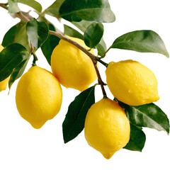 Fresh Delicious Lemons on Branch with Green Leaves