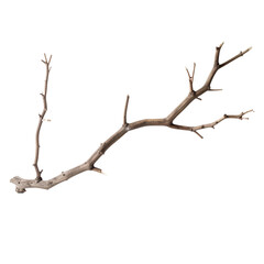 A bare tree branch with small twigs and buds on a transparent background. Suitable for spooky Halloween themes and holiday crafts.