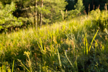 Golden sunlight illuminates tall grasses in a peaceful meadow during late afternoon