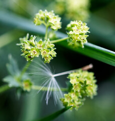blume