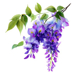 Purple wisteria branch on transparent background