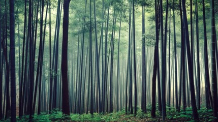Naklejka premium A serene bamboo forest with towering stalks, lush green undergrowth, and soft light filtering through the dense canopy,