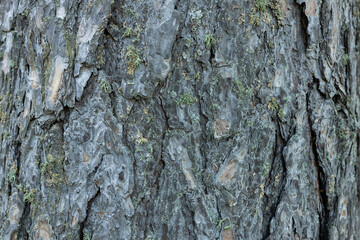 Detailed view of textured tree bark showcasing its natural patterns and colors in a forested area during daylight