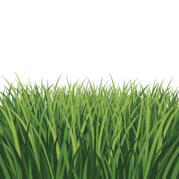 Lush Green Grass Blades on White Background in a Vibrant Spring Meadow