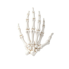 An isolated skeletal hand model with visible metacarpals and phalanges on a transparent background. Great for eerie Halloween posters and festive layouts.