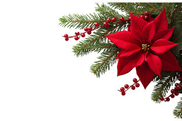 Red poinsettia flower with green fir branches and red berries isolated on a transparent background