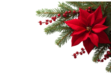 Red poinsettia flower with green fir branches and red berries isolated on a transparent background