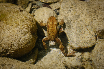 Common frog or grass frog in water in Slovenia