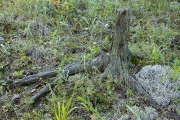 Stump surrounded by greenery and wildflowers in a forest clearing during midday