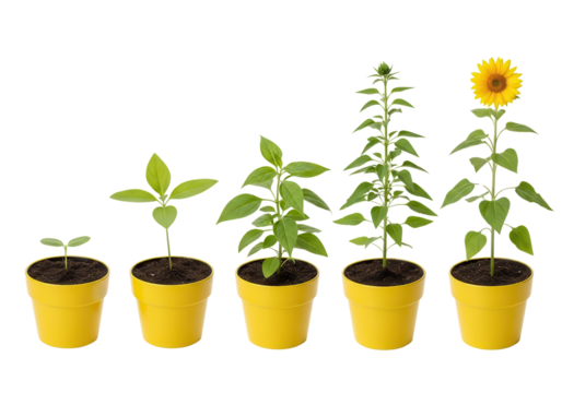 Stages of Sunflower Growth from Seedling to Bloom in Yellow Pots Isolated on White Background