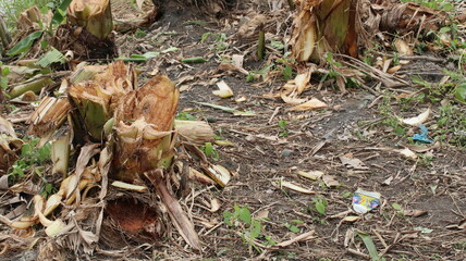 pieces of banana plants that have been harvested beside rice fields and rivers in the countryside