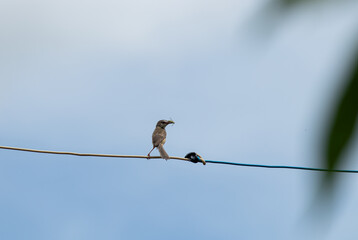 A small sparrow bird perching on a wire, holding an insect in its beak. Minimalist wildlife background.