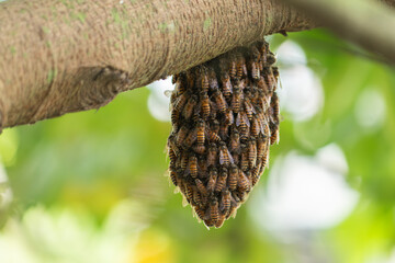 A wild honey bee swarm clinging together to form a temporary hive on a tree branch. Concept of teamwork and nature