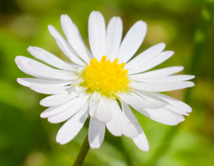 Fototapeta premium Gänseblümchen