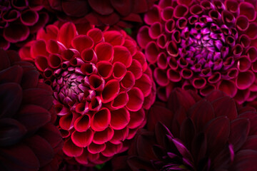 Burgundy red dahlia blooms background. Dark red and maroon dahlia flowers close up. Floral wallpaper.