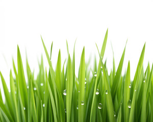 Fototapeta premium Fresh cut green grass, photorealistic textures, isolated in center, white background.