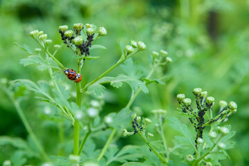 Ladybugs mating. Close up of asian lady beetles mating. Harmonia axyridis.