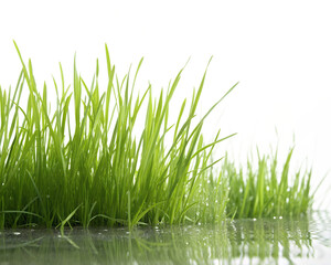 Fototapeta premium Fresh cut green grass, photorealistic textures, isolated in center, white background.