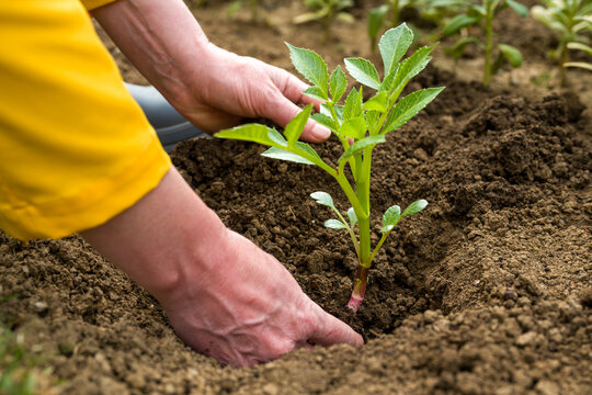Planting dahlia plants in a flowerbed. Woman planting presprouted dahlia tubers in her garden.
