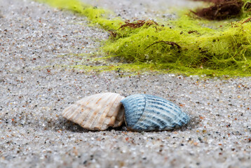 Seashells on the sand on the seashore.