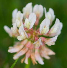 Fototapeta premium blume