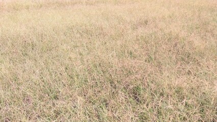 9月の猛暑日の野原に生えるメヒシバ風景