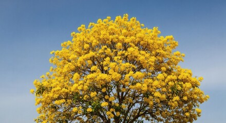 Fototapeta premium Vibrant Yellow Flowering Tree Against Clear Blue Sky Background