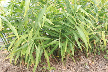 収穫期の生姜の葉