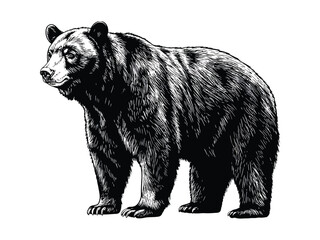 Bear illustration in black and white