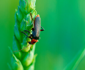 käfer