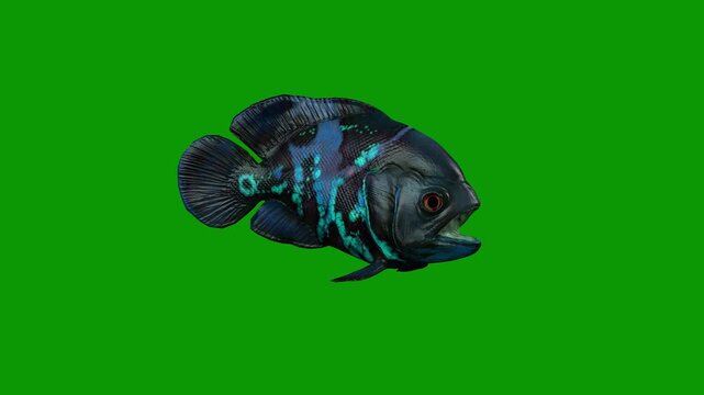 Beautiful Blue Oscar Fish idle Right 3D Animation On Green Screen