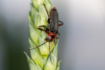 käfer
